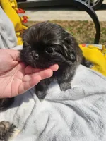 Bella, a female Shih Tzu for sale in Cullman, AL – Photo 3 of 5
