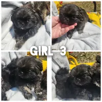 Bella, a female Shih Tzu for sale in Cullman, AL – Photo 1 of 5