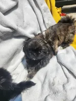 Bella, a female Shih Tzu for sale in Cullman, AL – Photo 5 of 5