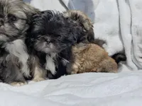 Buddy, a male Shih Tzu for sale in Cullman, AL – Photo 2 of 6