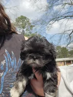 Buddy, a male Shih Tzu for sale in Cullman, AL – Photo 1 of 6