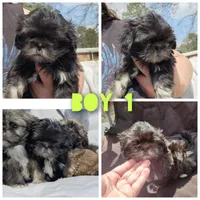 Buddy, a male Shih Tzu for sale in Cullman, AL – Photo 3 of 6