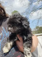 Buddy, a male Shih Tzu for sale in Cullman, AL – Photo 4 of 6