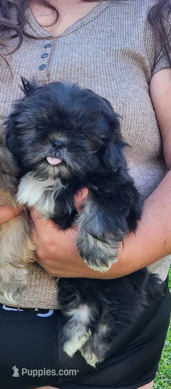 Buddy – Shih Tzu puppy for sale in Cullman, AL
