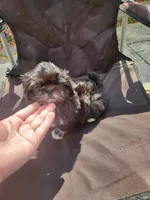 Buddy, a male Shih Tzu for sale in Cullman, AL – Photo 6 of 6