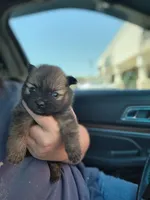 Boy 3 , a male Pomeranian for sale in Cullman, AL – 3 of 4