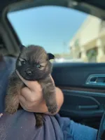 Boy 3 , a male Pomeranian for sale in Cullman, AL – 4 of 4
