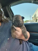 Boy 3 , a male Pomeranian for sale in Cullman, AL – 1 of 4