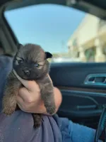 Boy 3 , a male Pomeranian for sale in Cullman, AL – 2 of 4