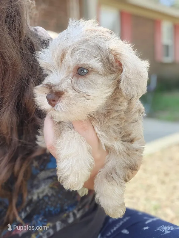 Cookie  – Miniature Schnauzer puppy for sale in Cullman, AL