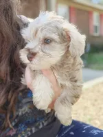 Cookie , a male Miniature Schnauzer for sale in Cullman, AL – Photo 1 of 8
