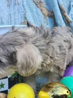 Cookie , a male Miniature Schnauzer for sale in Cullman, AL – Photo 3 of 8