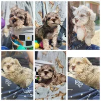 Cookie , a male Miniature Schnauzer for sale in Cullman, AL – Photo 4 of 8