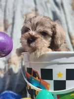 Cookie , a male Miniature Schnauzer for sale in Cullman, AL – Photo 7 of 8