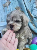 Cookie , a male Miniature Schnauzer for sale in Cullman, AL – Photo 5 of 8