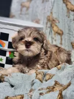 Cookie , a male Miniature Schnauzer for sale in Cullman, AL – Photo 8 of 8