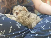 Cookie , a male Miniature Schnauzer for sale in Cullman, AL – Photo 6 of 8