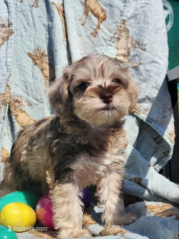 Cookie  – Miniature Schnauzer puppy for sale in Cullman, AL