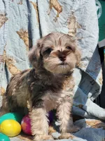 Cookie , a male Miniature Schnauzer for sale in Cullman, AL – Photo 2 of 8