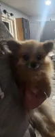 Twinkle , a female Pomeranian for sale in Cullman, AL – Photo 2 of 2