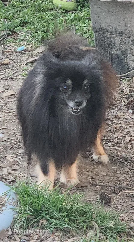 Twinkle  – Pomeranian puppy for sale in Cullman, AL