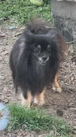 Twinkle , a female Pomeranian for sale in Cullman, AL – Photo 1 of 2