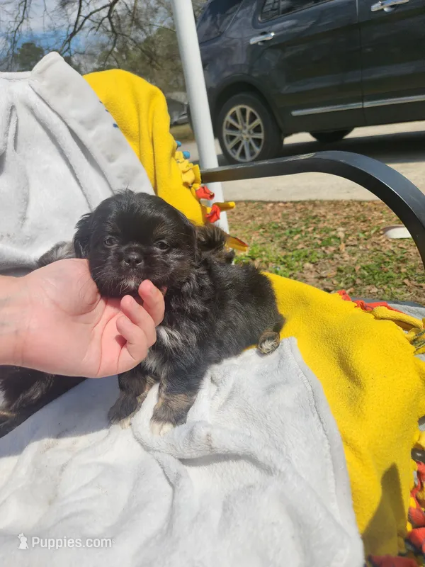 Sunshine  – Shih Tzu puppy for sale in Cullman, AL