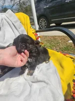 Sunshine , a female Shih Tzu for sale in Cullman, AL – Photo 1 of 6