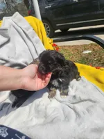 Sunshine , a female Shih Tzu for sale in Cullman, AL – Photo 2 of 6