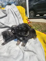 Sunshine , a female Shih Tzu for sale in Cullman, AL – Photo 4 of 6
