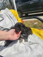 Sunshine , a female Shih Tzu for sale in Cullman, AL – Photo 3 of 6