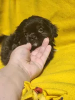 Sunshine , a female Shih Tzu for sale in Cullman, AL – Photo 6 of 6
