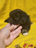 Sunshine , a female Shih Tzu for sale in Cullman, AL – Photo 5 of 6