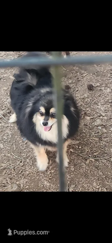 Whiskey – Pomeranian puppy for sale in Cullman, AL