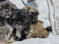 Blu, a male Shih Tzu for sale in Cullman, AL – Photo 4 of 8