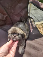 Blu, a male Shih Tzu for sale in Cullman, AL – Photo 7 of 8