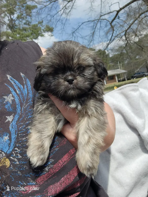 Blu – Shih Tzu puppy for sale in Cullman, AL