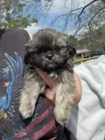 Blu, a male Shih Tzu for sale in Cullman, AL – Photo 1 of 8