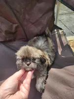 Blu, a male Shih Tzu for sale in Cullman, AL – Photo 6 of 8