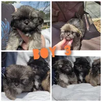 Blu, a male Shih Tzu for sale in Cullman, AL – Photo 2 of 8