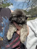Blu, a male Shih Tzu for sale in Cullman, AL – Photo 3 of 8