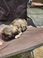 Blu, a male Shih Tzu for sale in Cullman, AL – Photo 8 of 8