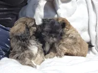 Blu, a male Shih Tzu for sale in Cullman, AL – Photo 5 of 8