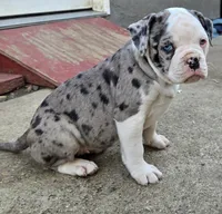 processed/e69f765b-4cdc-4d79-ae12-4af008764b2e/listing/1a720581-3ce6-45f0-945e-3837dc77f626/32873de3-59e4-4724-9040-efba8edc43c6