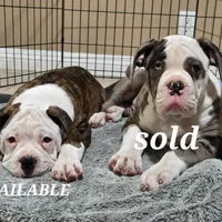 Roxy, a female American Bulldog and Alapaha Blue Blood Bulldog for sale in Santa Ana, CA – Photo 1 of 5