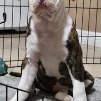 Roxy, a female American Bulldog and Alapaha Blue Blood Bulldog for sale in Santa Ana, CA – Photo 5 of 5