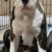 Roxy, a female American Bulldog and Alapaha Blue Blood Bulldog for sale in Santa Ana, CA – Photo 3 of 5