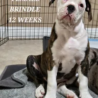 Roxy, a female American Bulldog and Alapaha Blue Blood Bulldog for sale in Santa Ana, CA – Photo 2 of 5