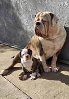 processed/e69f765b-4cdc-4d79-ae12-4af008764b2e/listing/70346d8a-b36a-4e7d-b817-7caf44644b71/35228a2b-e342-4aaf-b3c0-99f5e0f3ceb9