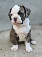 processed/e69f765b-4cdc-4d79-ae12-4af008764b2e/listing/70346d8a-b36a-4e7d-b817-7caf44644b71/c62391d0-aa66-40e9-899b-3d94e3cf9340